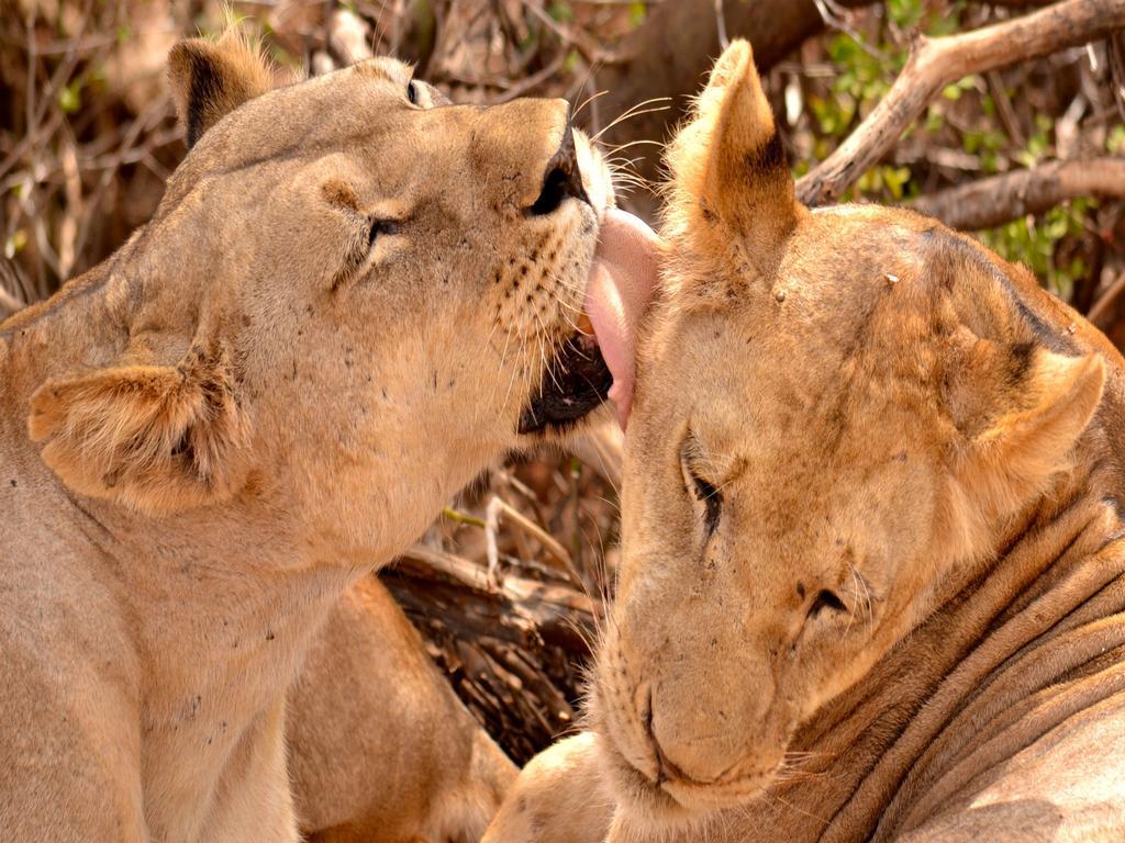 Ikweta Safari Camp Ξενοδοχείο Maua Εξωτερικό φωτογραφία